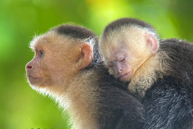 Manuel Antonio With Mauro / Tickets Not Included! - Wildlife Viewing Opportunities