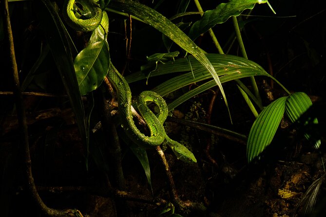 Monteverde Rain Forest Night Walk - Visitor Logistics