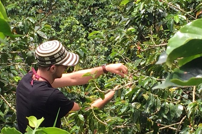 Private Coffee Farm Tour in Medellin: Real Authentic Experience - Discover the Coffee Production Process