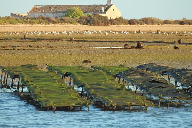 Ria Formosa - Boat Trip to the 3 Islands: Armona | Culatra Island | Lighthouse - Small Group Experience and Crew Expertise