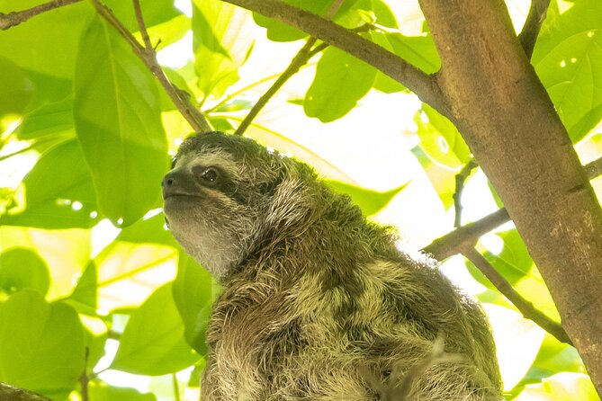 San Jose Walking Nature Tour: Sloths, Birds and Trees - Taking in Costa Ricas Natural Wonders