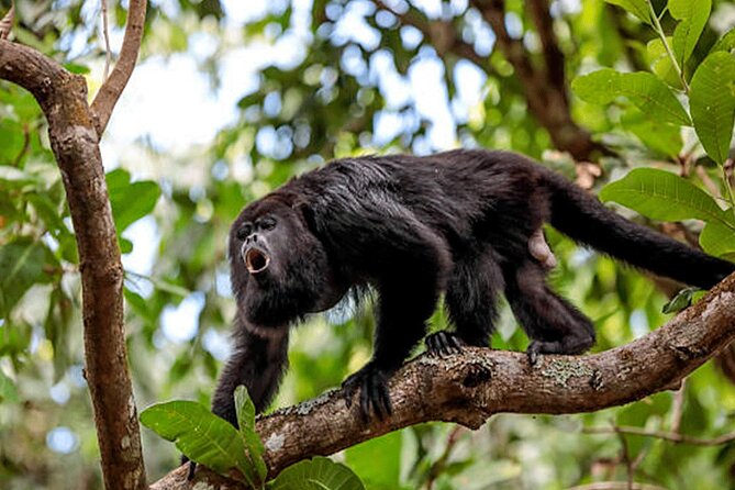 Sloth Tour in the Rainforest From Costa Rica - Included Amenities