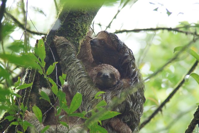 Sloths Observation and Coffee, Chocolate, Sugarcane Experience - Guided Tour Experiences