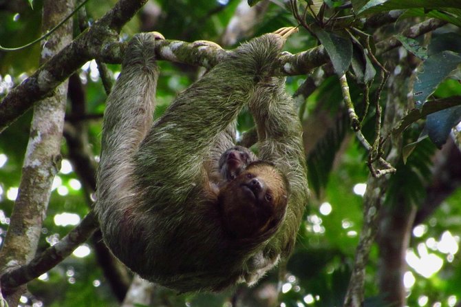 Sloths Watching Tour Through Sloths Territory - Memorable Moments and Feedback