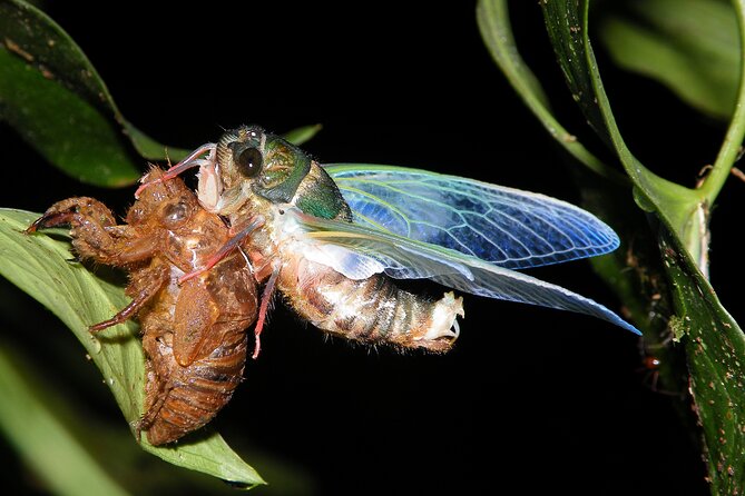 Small Group Night Walking Tour in Monteverde - Potential Wildlife Sightings