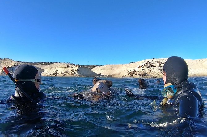 Snorkeling With Sea Lions by Madryn Buceo - Memorable Encounters With Sea Lions