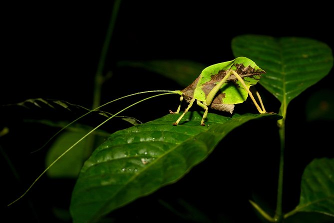 The Night Tour With Tracie the Bug Lady - Traveler Recommendations