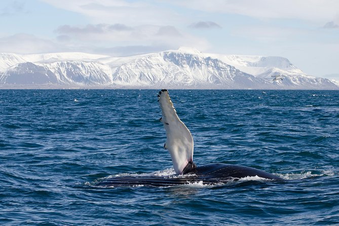 The Original Classic Whale Watching From Reykjavik - Wildlife Sightings and Expectations