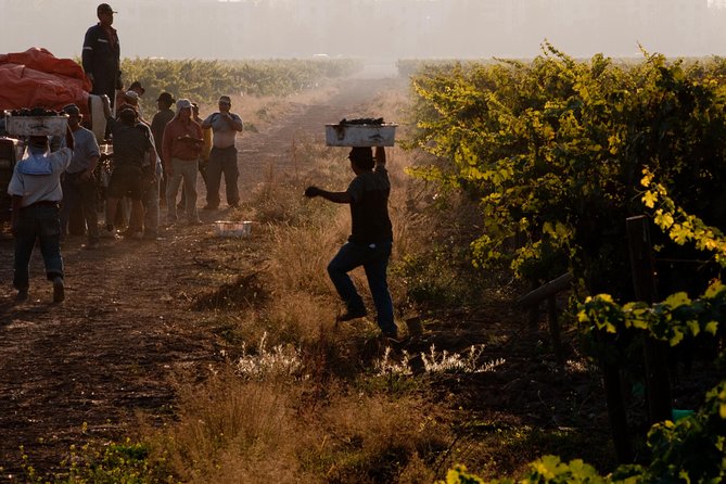 Traditional Wine Tour in Viña Cousiño Macul Official English - Whats Included in the Tour