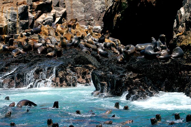 Visit the Sea Lions in Palomino Islands, in Lima Peru - Inclusions and Requirements