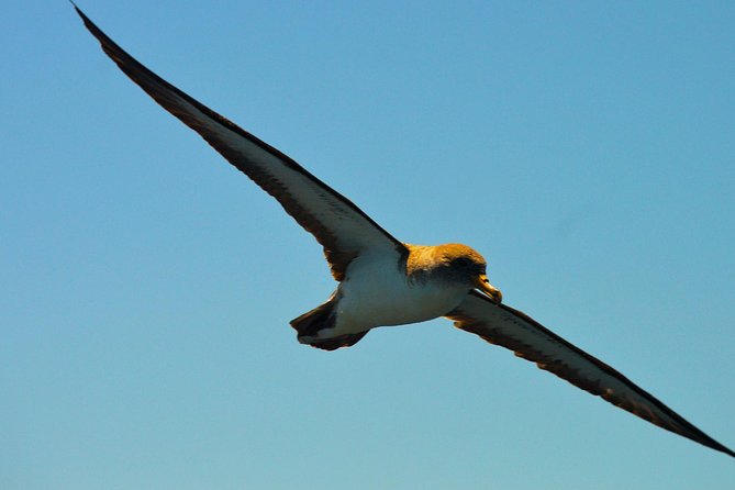 Whale Watching Eco-Adventure From Costa Adeje - Whale Watching Boat and Amenities