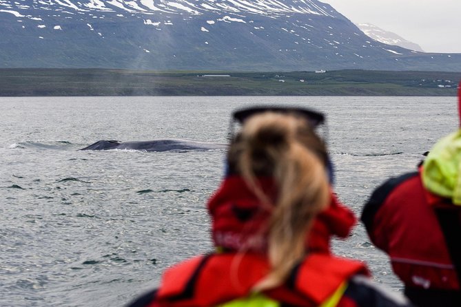 Whale Watching From Downtown Akureyri - Customer Testimonials and Insights