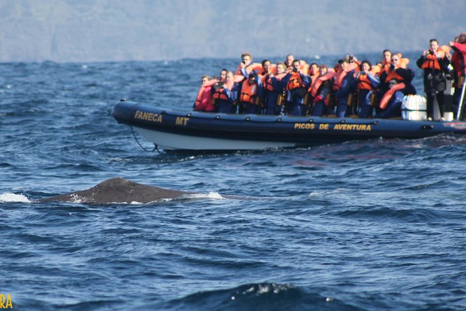 Whale Watching Tour – Ponta Delgada, Azores - Positive Customer Feedback