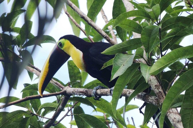 Arenal Volcano, La Fortuna Waterfall, Hot Springs Combo Tour With Lunch & Dinner - Discovering La Fortuna Waterfall