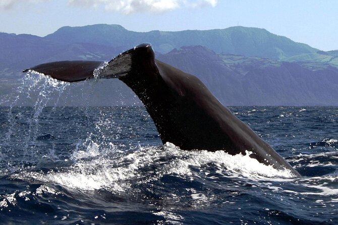 Azores Whale Watching & Islet Boat Tour - Customer Reviews and Feedback