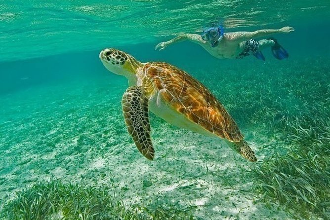 Belize Hol Chan Marine Reserve & Shark Ray Alley Snorkel Tour - Ambergris Caye - Cancellation Policy and Accessibility