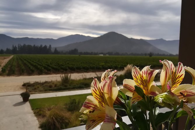 Casablanca Valley - Visit 4 Wineries Lunch Stop Tanino Restaurant - Discovering Bodegas RE and Casas Del Bosque