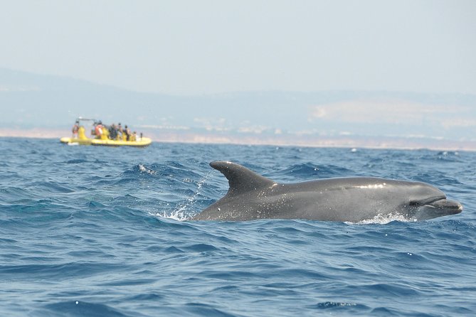 Caves and Dolphin Watching Cruise From Albufeira - Customer Reviews and Feedback