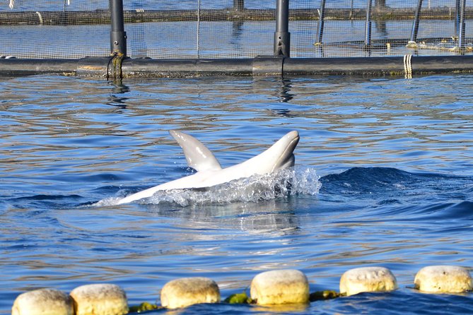 Dolphin Watching Tour - From Golfo Aranci - Preparing for the Tour