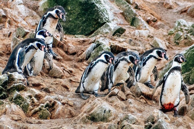 Full Day Tour From Lima: Ballestas Islands and Paracas Reserve - Exploring the Paracas National Reserve