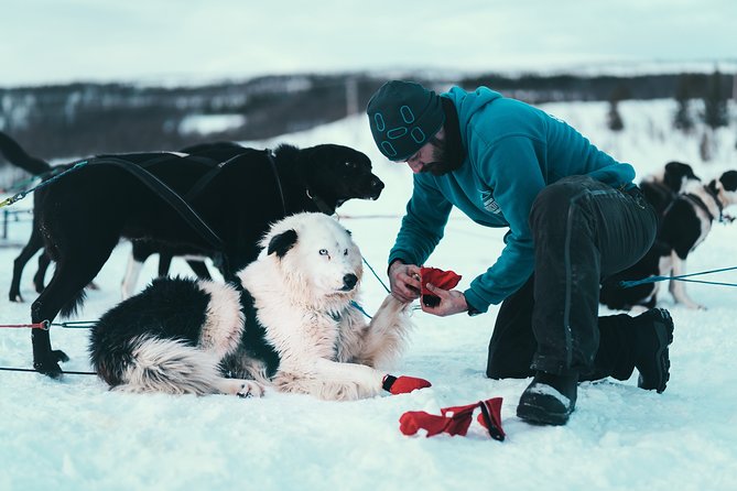 Husky Sledding Self-Drive Adventure in Tromso - Preparing for the Experience