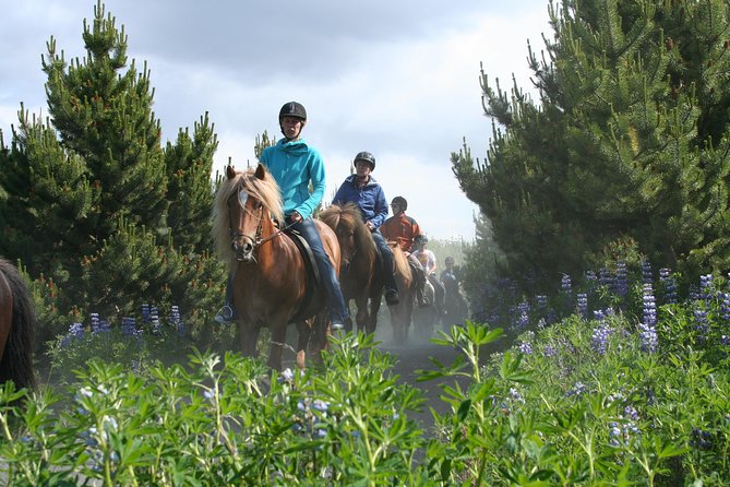 Icelandic Horseback Riding Tour From Reykjavik - Customer Feedback