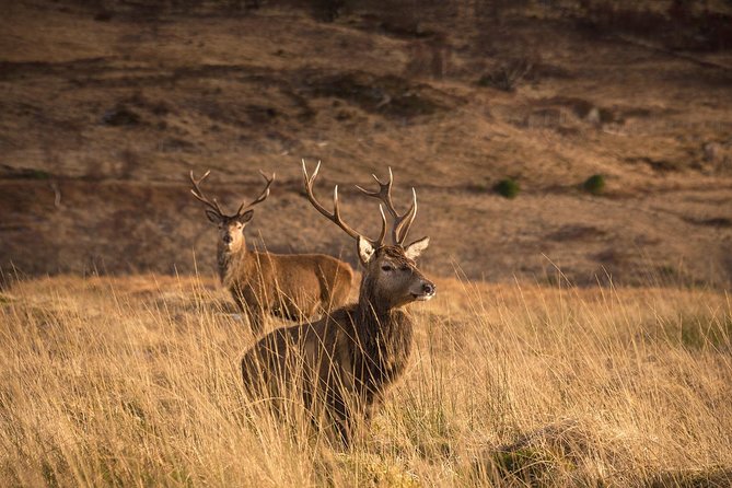 Loch Ness, Scottish Highlands, Glencoe and Pitlochry Tour - Exploring the Glencoe Valley