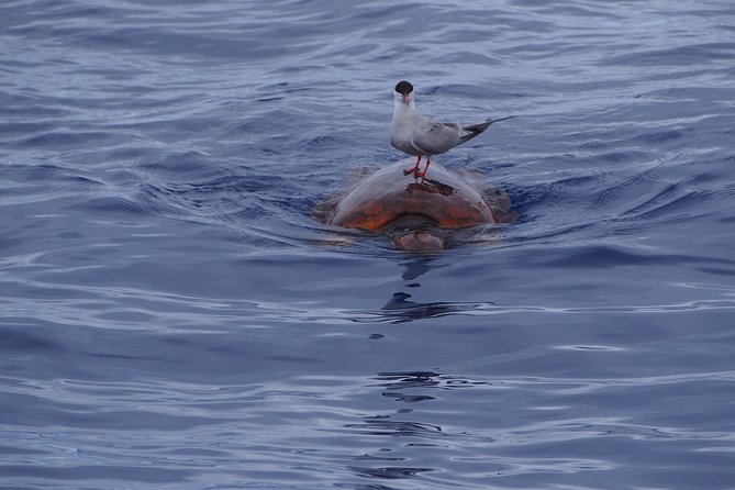 Madeira Dolphin and Whale Watching on a Ecological Catamaran - Crew and Service