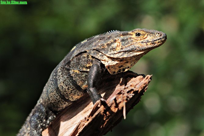 Manuel Antonio National Park Guide Tour - Preparing for Your Visit