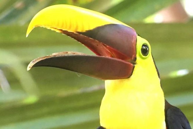 Manuel Antonio National Park Guided Tour - Enjoying the Beaches