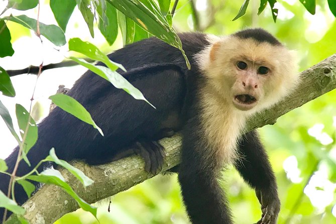 Manuel Antonio National Park Wildlife Tour - Guide Performance