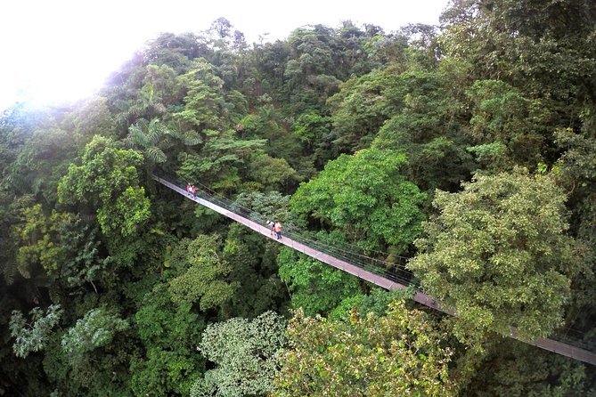 Mistico Park Hanging Bridges Guided Tour - Immerse in the Serene Environment