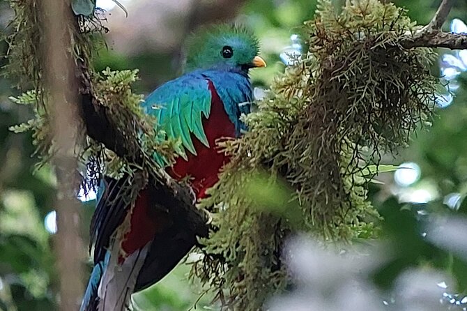 Monteverde Cloud Forest Tour - Wildlife Viewing Opportunities