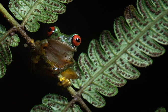 Monteverde Rain Forest Night Walk - Overview and Experience