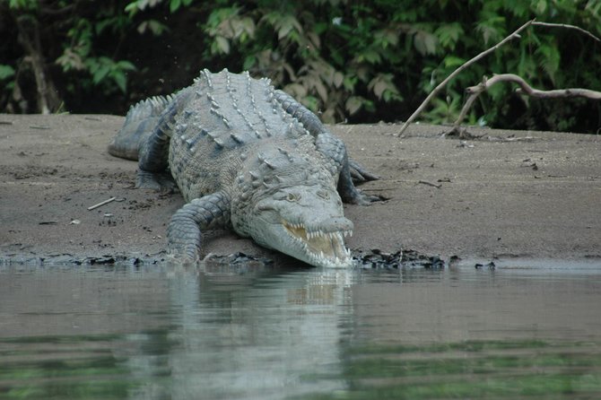 Palo Verde National Park River Safari Boat Tour - Tour Accessibility and Cancellation Policy