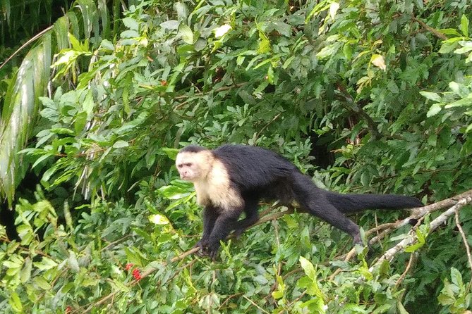 Panama Canal With Entrance Included and Gatun Lake Boat Tour - Wildlife and Soberania National Park