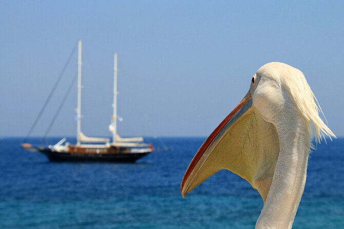 Sightseeing With a Mykonian(Small Group or Private) - Homemade Greek Snacks and Hospitality