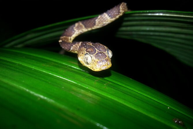 Small Group Night Walking Tour in Monteverde - Traveler Feedback and Recommendations