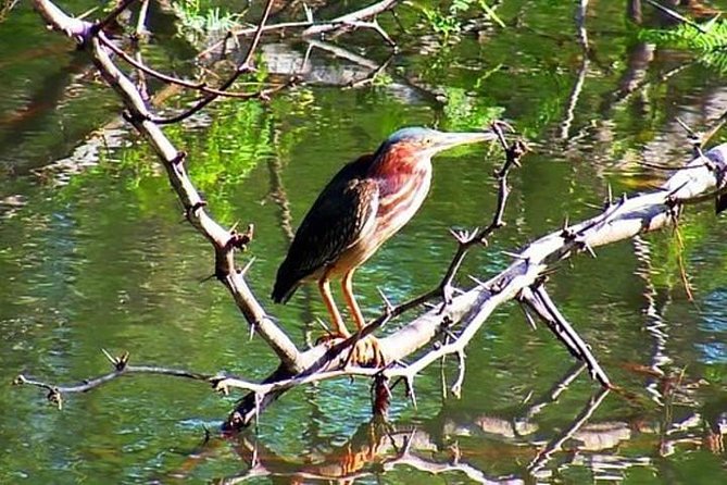 Tamarindo Estuary Boat Safari - Included Services and Fees