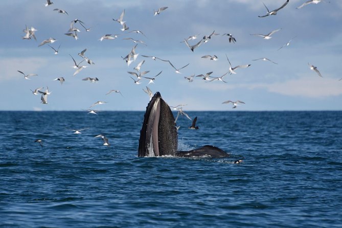 The Original Classic Whale Watching From Reykjavik - Tour Details and Inclusions