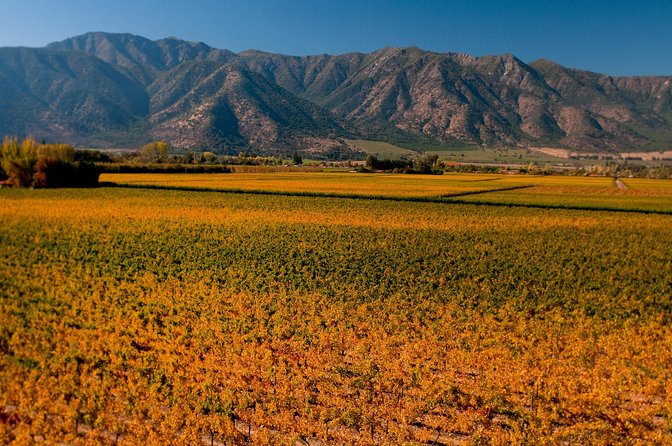 Traditional Wine Tour in Viña Cousiño Macul Official English - Accessibility and Additional Information