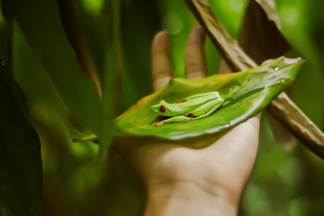 Tropical Rainforest, Hanging Bridges And Jungle Sloths Sanctuary - Accessibility and Physical Requirements