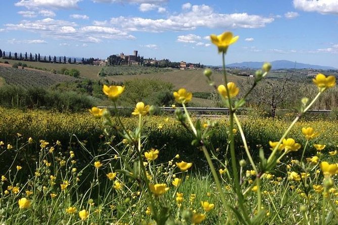 Tuscany Bike Tours Through the Chianti Hills With Wine Tasting - Wine and Olive Oil Tasting at a Tuscan Villa