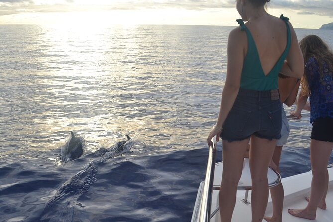 VipDolphins Luxury Whale Watching - Pricing and Booking Information