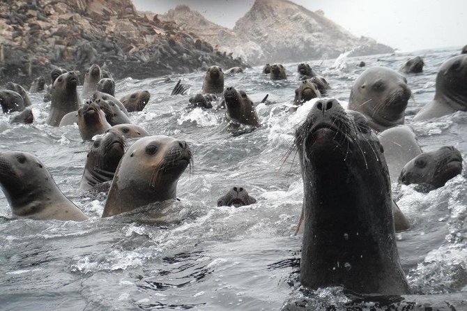 Visit the Sea Lions in Palomino Islands, in Lima Peru - Tour Highlights: Guanera Islands and Sea Lions