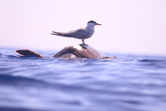 Whale and Dolphin Watching in Calheta, Madeira Island - Health and Safety Considerations