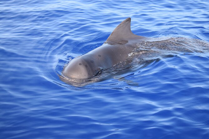 Whale and Dolphin Watching Tour in Madeira - Anticipated Wildlife Sightings