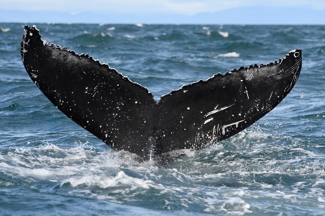 Whale Watching From Downtown Akureyri - Preparing for the Whale Watching Adventure