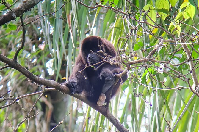 2-3-Hour Manuel Antonio Park Nature Guided Tour - Admission Fee and Park Visitation