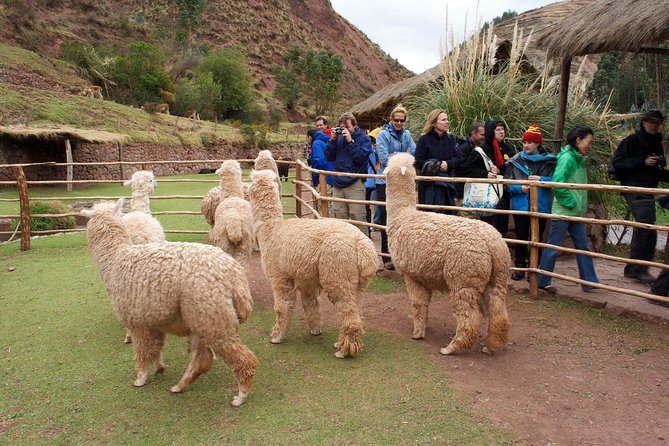 6 Days Exploring Cusco, Sacred Valley & Machu Picchu - Reviews and Traveler Experiences